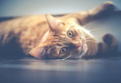 Gatto cade dallʼottavo piano e ferisce un passante: la padrona è sotto processo