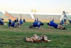 Il cane randagio entra in campo, la squadra di calcio lo adotta