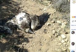 Clara, un raro avvoltoio, è stato ucciso a fucilate in Sicilia