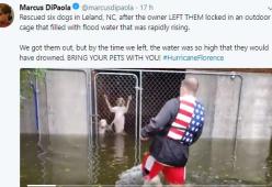 Reporter salva 6 cani dall'uragano Florence: ecco il video 