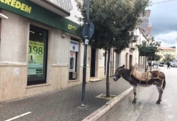 Parcheggia l’asinello e va in banca: la foto diventa virale