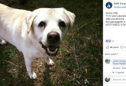 Nasce il primo ospizio per cani ‘orfani’ del loro padrone