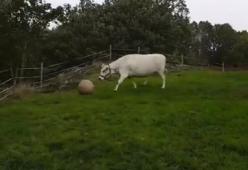 La Svezia ha un nuovo campione di calcio: è la mucca Lotta