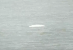 Una balena bianca “confusa” avvistata nel Tamigi