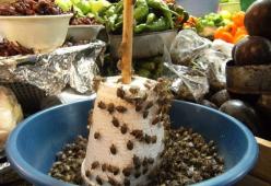 La  Sagra del cibo a base di cimici che spopola in Messico