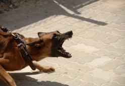 Alcol test per i padroni dei cani "aggressivi": a Vienna scattano le multe
