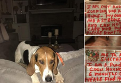 Cane ritrovato con uno straziante messaggio sul collare