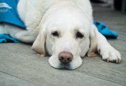 Vieta l’accesso al cane guida: multato uno storico bar di Napoli
