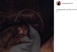 Il maialino di Ariana Grande ha più follower di molti influencer italiani