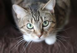 Muore dissanguata in cortile: il colpevole sarebbe il gatto