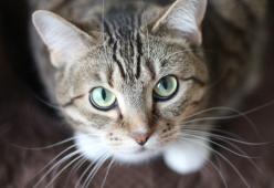 Uccide il gatto sotto gli occhi del figlio perché l'animale lo aveva graffiato