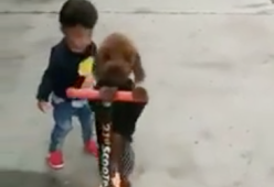 Il bimbo si distrae e il cane gli ruba il monopattino, guarda il video