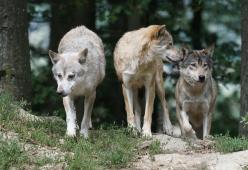 Dal Veneto arriva il primo sì alla legge sull’abbattimento dei lupi