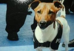 Pocho, il cane antidroga che la camorra vuole uccidere 
