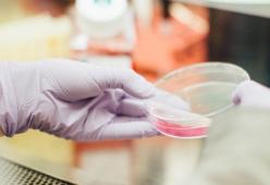 Tumori: scoperto il codice che autodistrugge le cellule