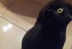 Corvo o gatto? La foto che sta facendo impazzire il web