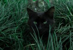 Ecco la verità sul gatto nero e la superstizione della sfortuna