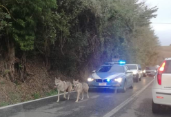 Cani lupo scortati fino a casa dalla Polizia: la foto è dolcissima