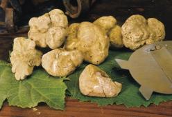 Asta mondiale del tartufo: spesi 85mila euro per un pezzo da 880 grammi
