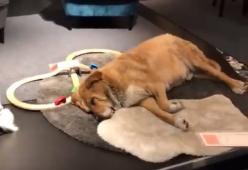 Ikea di Catania offre una "casa" ai cani randagi. Il video è dolcissimo