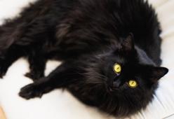 Gatto Nero Day: il 17 novembre si festeggiano i mici neromantati