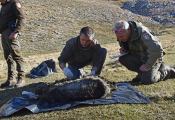 Annegati tre orsi marsicani nel Parco Nazionale d'Abruzzo
