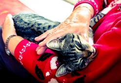 Cure gratis per i cani e i gatti degli anziani poveri del Veneto