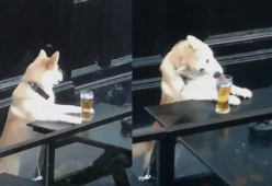 Cane “beccato” a bere la birra di nascosto: ecco le immagini