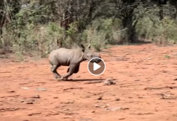 Cucciola di rinoceronte orfana impara a caricare: il video commovente