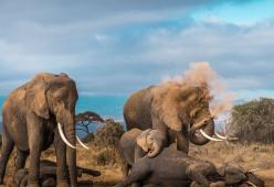 Ecco le 5  foto più belle del 2018 secondo National Geographic