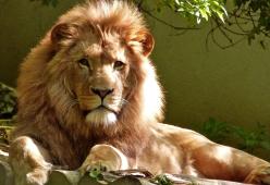 Gli animali da circo andranno ‘in pensione’ e poi saranno vietati: l’annuncio del Ministro Bonisoli