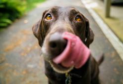 In Umbria il veterinario sarà gratuito se adotti un cane al canile