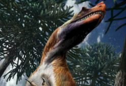 Scoperto in Italia uno dei dinosauri più feroci del Giurassico