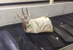 Dal nastro bagagli spunta una gazzella viva e “impacchettata”: il caso a Tripoli