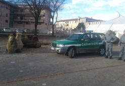 Denunciato il Circo Davide Orfei: tenevano gli animali sull’asfalto ghiacciato