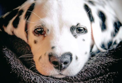 Ecco Wiley, il cucciolo di dalmata più tenero del mondo: ha il naso a forma di cuore