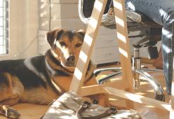 A lavoro con il cane: i dipendenti di una banca potranno portare il proprio cucciolo in ufficio