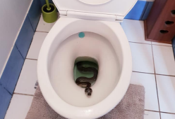 Uomo trova dentro al water un pitone che si stava ‘rinfrescando’