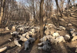 Attivista salva delle volpi da un’azienda di pellicce: il video