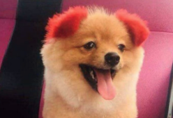 Tinge il pelo al cane: l’animale perde un orecchio per un’allergia