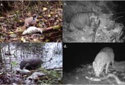 A Chernobyl la natura rinasce: avvistati diversi animali
