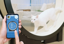 Ecco il tapis roulant per mettere a dieta il proprio gatto