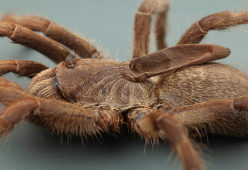 Scoperta in Angola una nuova specie di ragno, la tarantola ‘cornuta’