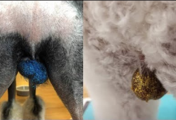 Testicoli glitterati: la nuova moda per i cani che fa discutere