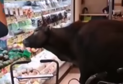 Mucche fanno irruzione in un negozio e mangiano tutto, il video