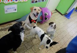 In Brianza c'è l'asilo per i cani... con tanto di note sul registro e pagelle