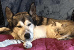 Husky adotta un gattino malnutrito e paralizzato