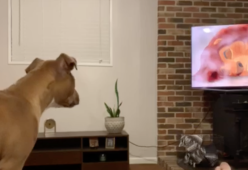 Cane guarda il Re Leone e piange, il video virale