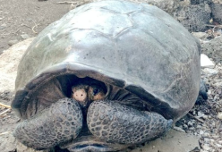 Galapagos, ritrovata tartaruga gigante ritenuta estinta 113 anni fa 