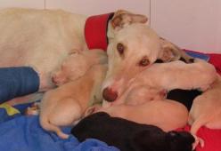 Ecco cos'ha fatto questa madre per amore dei suoi cuccioli